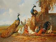 unknow artist Albertus Verhoesen: Peacocks and chickens Spain oil painting artist